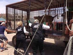 Circus cage pushed into position - Arequipa